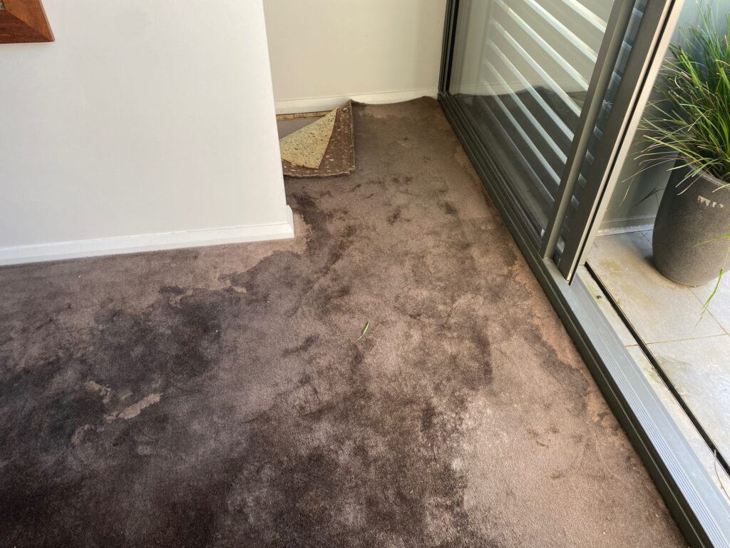 Expert team of 24-7 Recovery Damage in Brisbane, Gold Coast 7 Sydney restoring water damaged carpets with advanced technology.